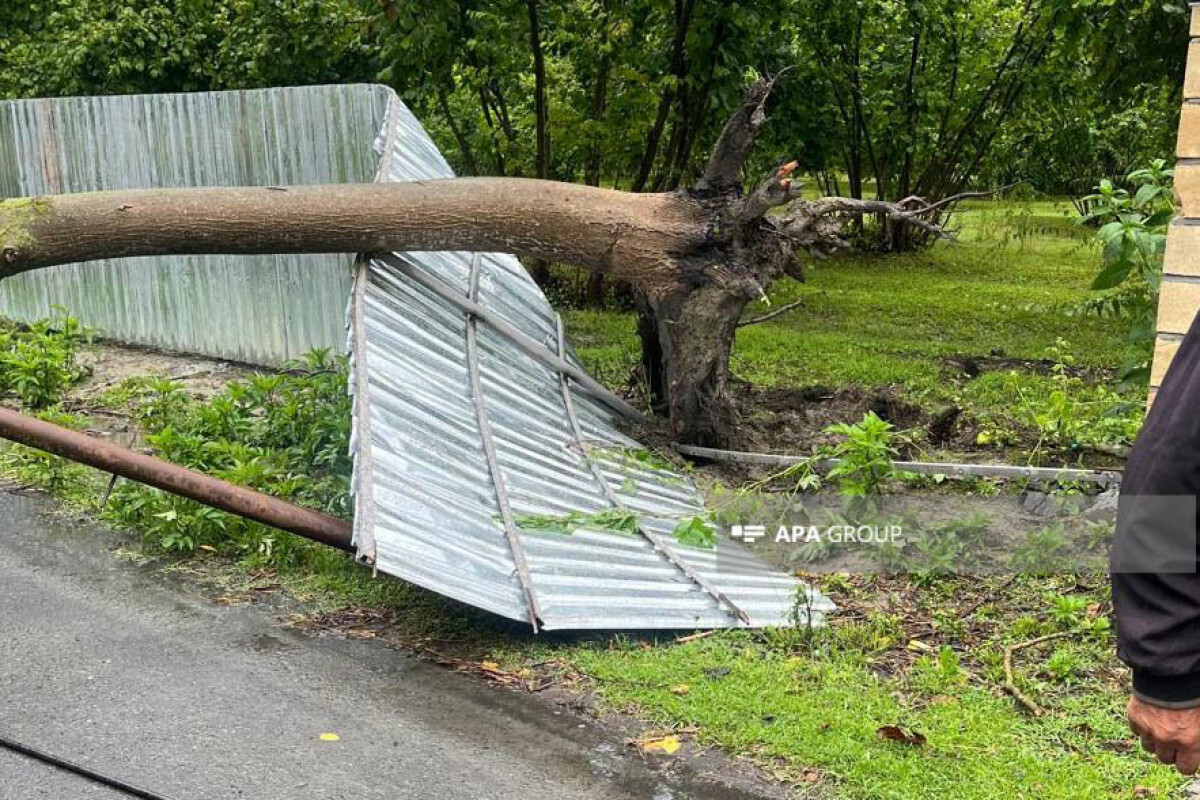 Güçlü rüzgar, Zagatala ve Balakan'da elektrik arzında bir mola verdi - PhotoLent - güncellendi