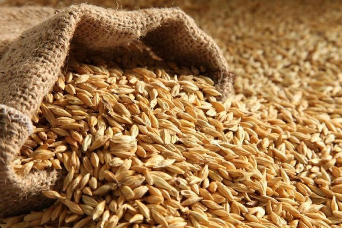 Beş ay içinde Azerbaycan'a 500.000 tondan fazla buğday ithal edildi